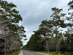 Đường thông Măng Đen / Cổng chào Măng Đen