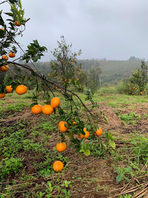 Mareeba Orchard / Orfarm / Eban Farm